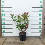 Červienka Fraserova (Photinia × fraseri) ´RED ROBIN´ - výška 50-70 cm, kont. C3L